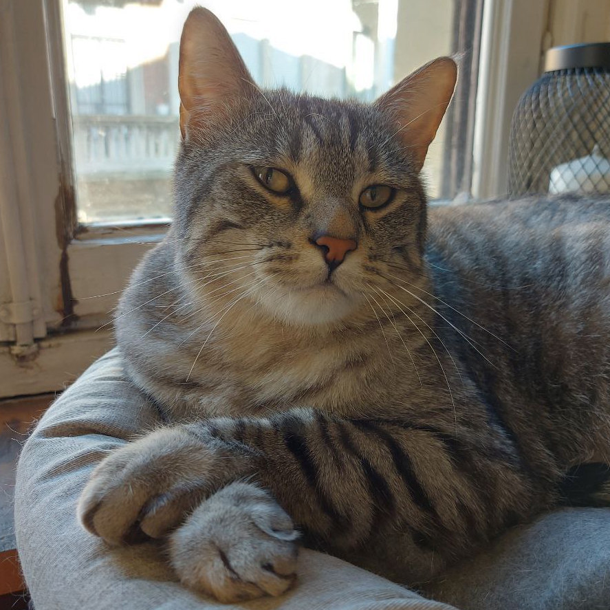 Oliver on its pillows in a distinguished pose