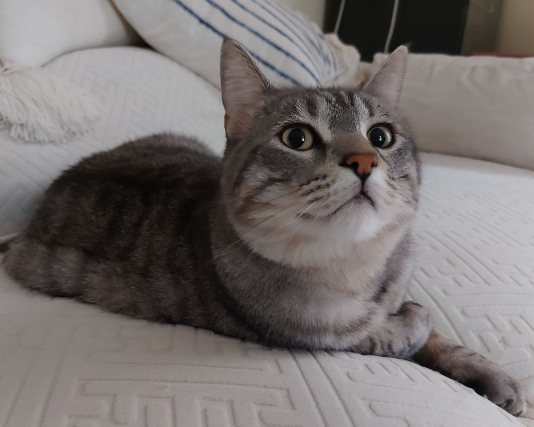Oliver on the couch with curious open pupils towards the camera
