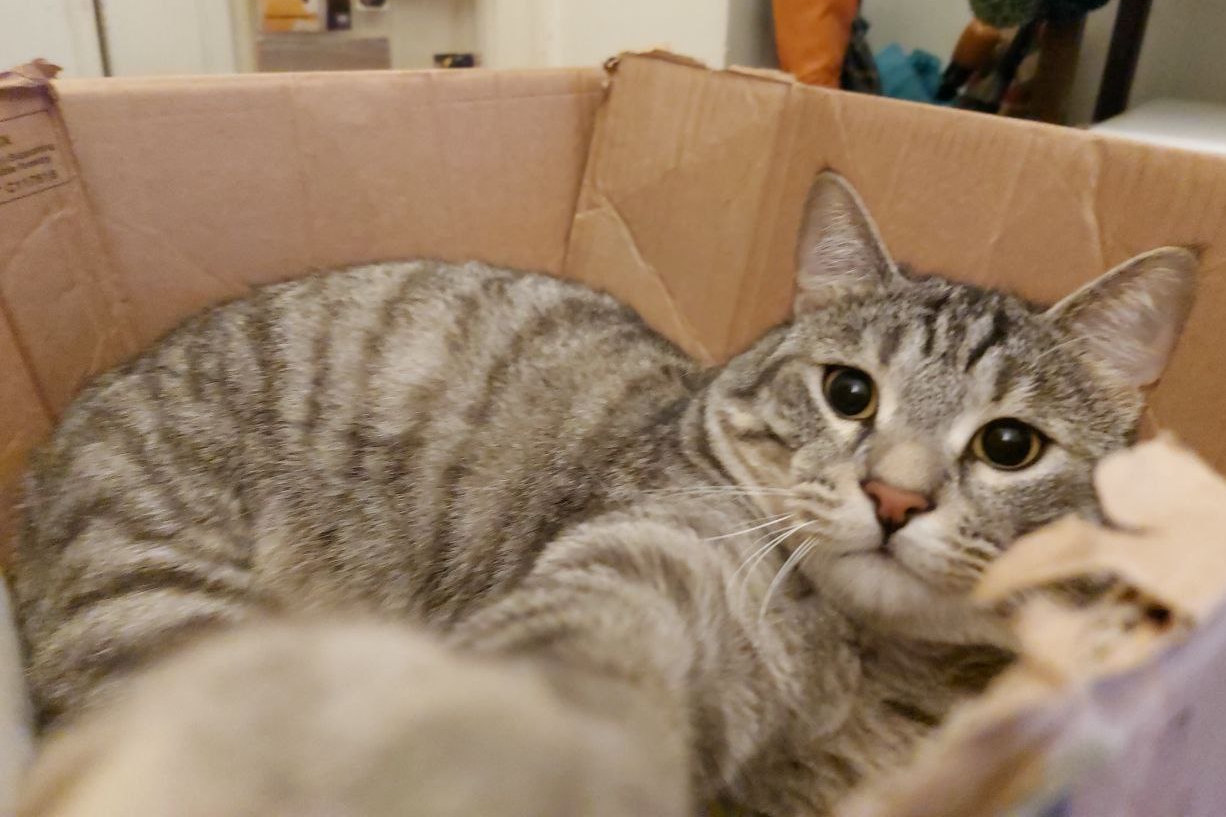 Oliver inside a box trying to catch the camera with its pawn